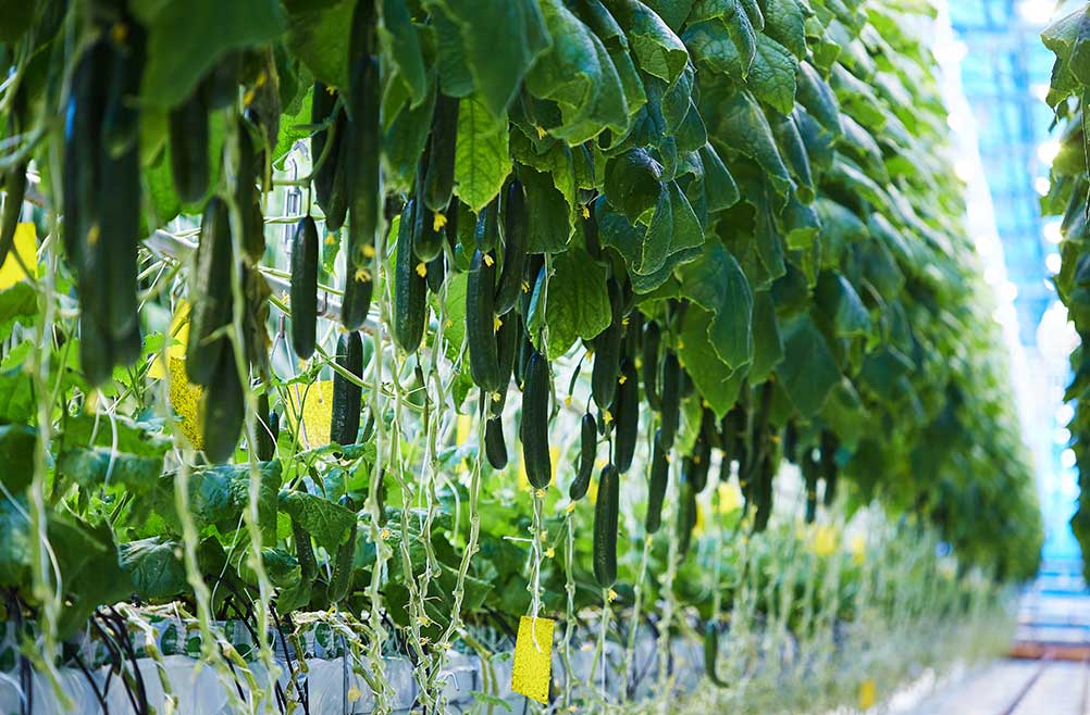 2-venta-de-malla-para-cultivos