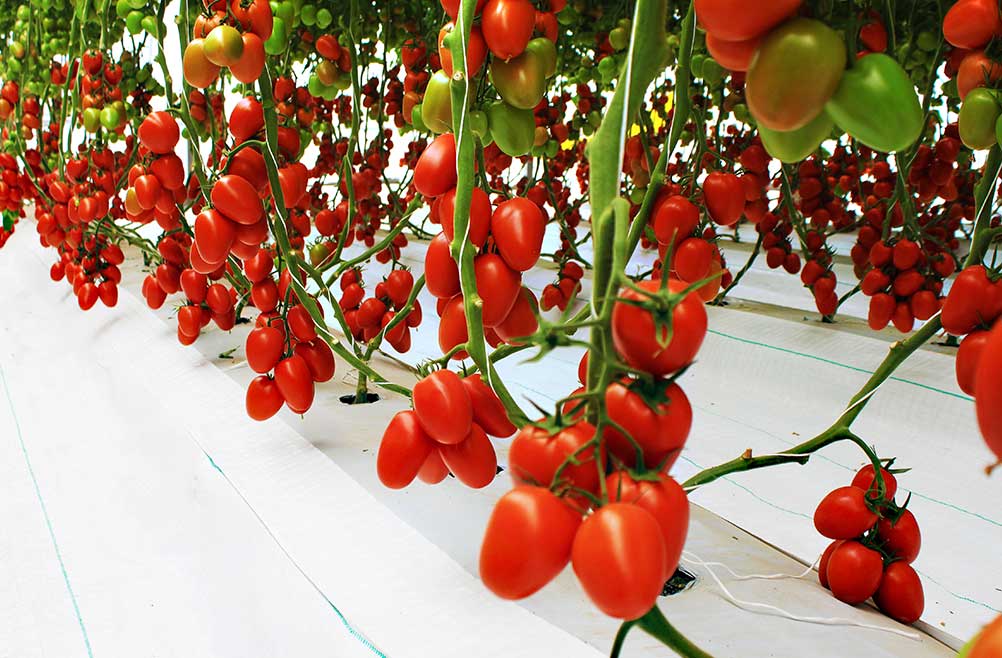 ground-cover-cultivos