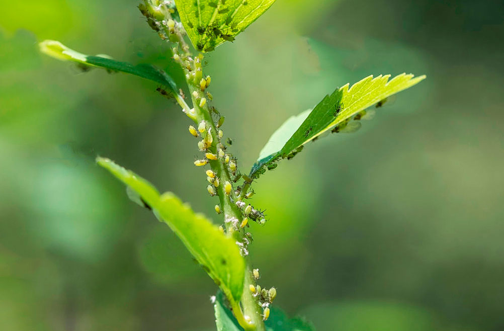 malla-control-anti-insectos