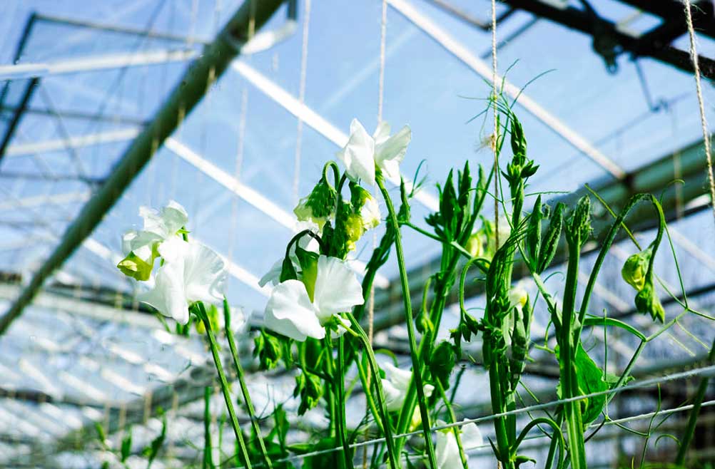 malla-proteccion-flor