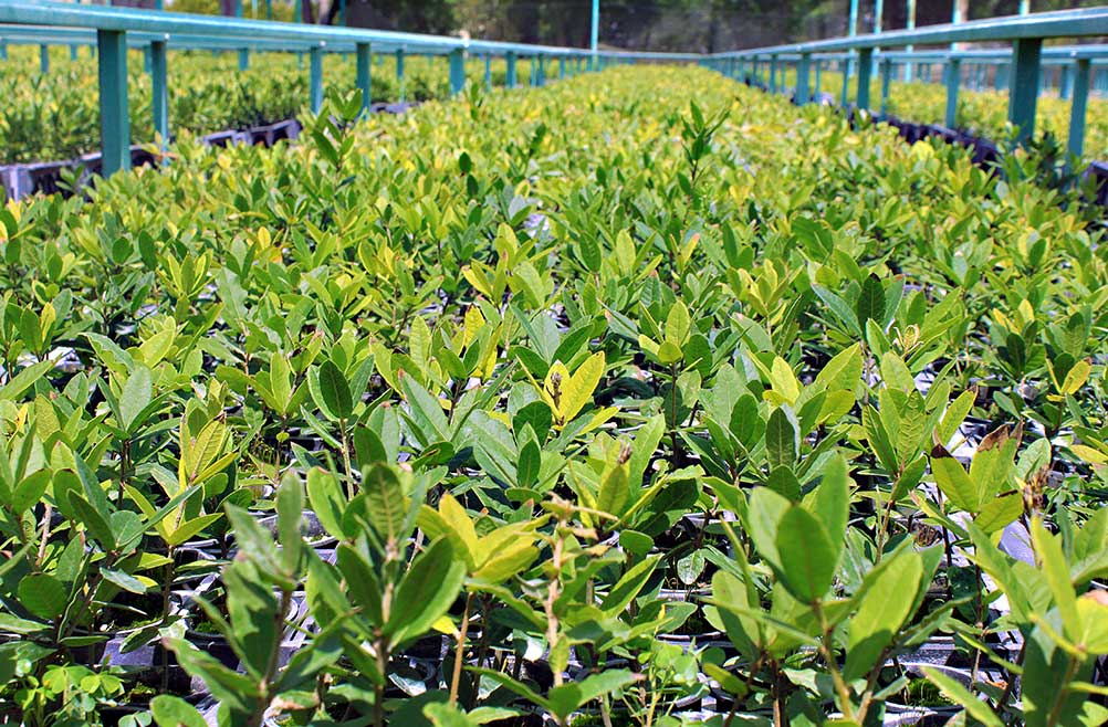 ENCINO-SIEMPRE-VERDE--QUERCUS-VIRGINIANA-I