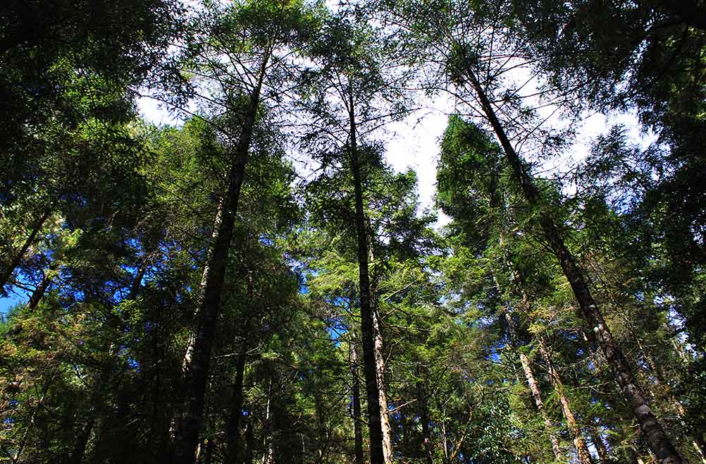 corteza-de-pino-decorativos