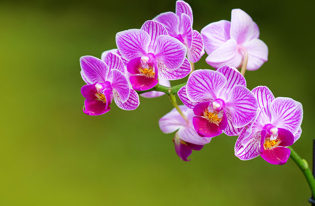 orquideas