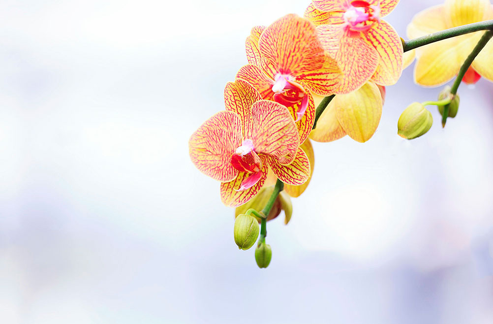orquideas