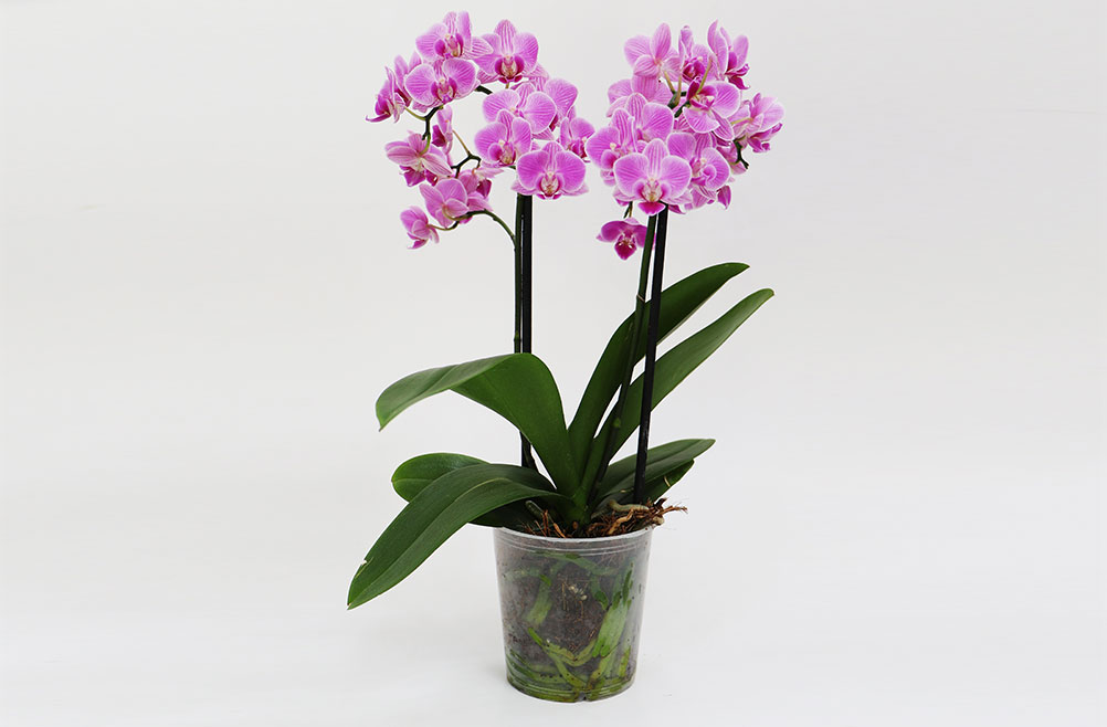 Sustrato Premium para Orquídeas Grupo los Encinos