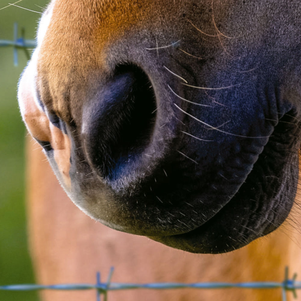 proteccion-animal-alambre-de-puas