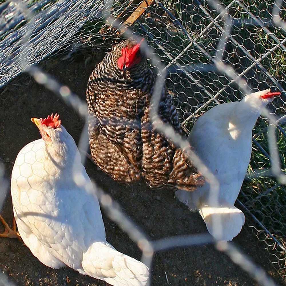 venta-de-malla-gallinera