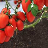 lombricomposta-enriquecida